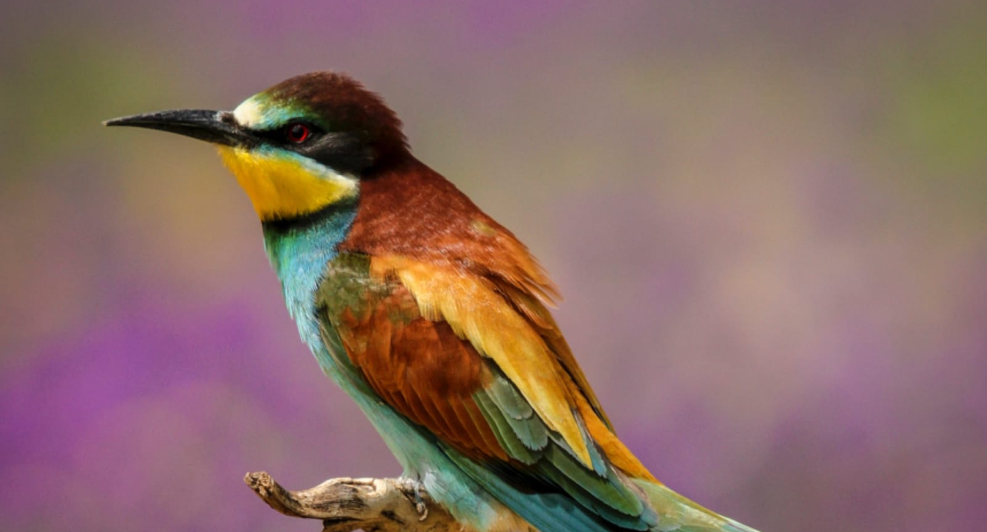 Naturaleza