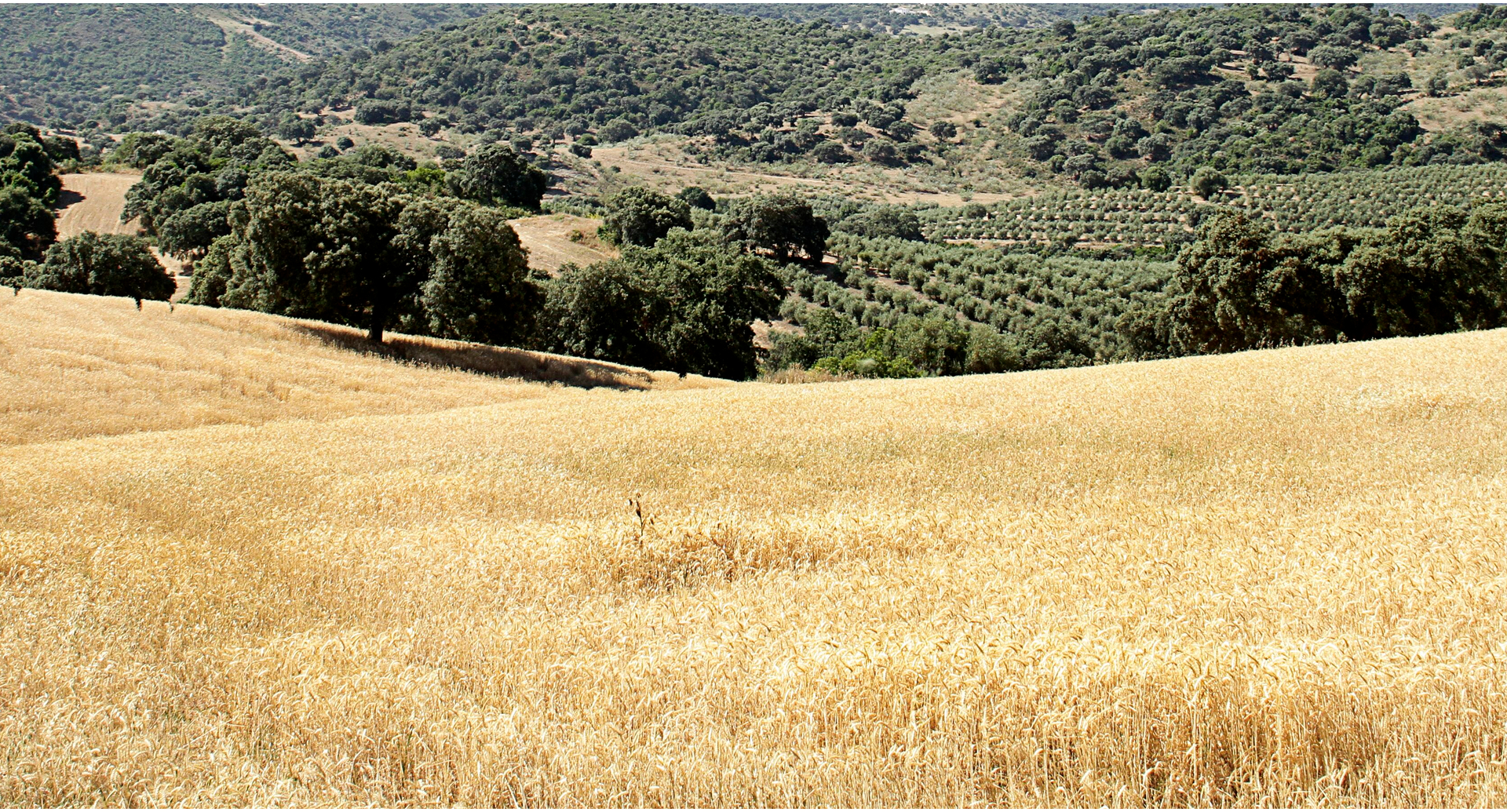 Aceite y aceituna de Morón